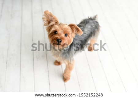 Portrait of cute Yorkshire Terrier on white wood studio background