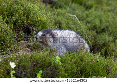 Hoary marmot in Alberta Canada
