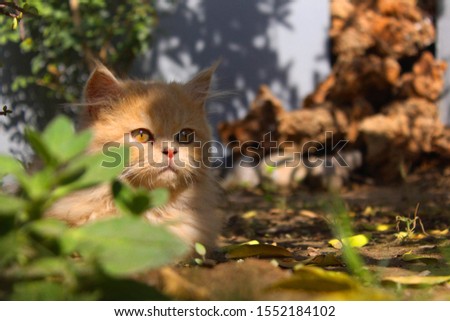 A kitten sitting behind leaves 