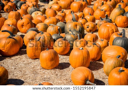 Autumn pumpkin patch close up outdoor decorations orange background a farm 