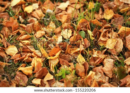 texture of fallen leaves on the lawn