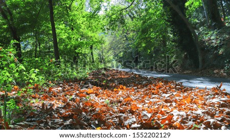 View of mountainous road at the area of Plastiras lake in central Greece during autumn with fallen leaves in the foreground