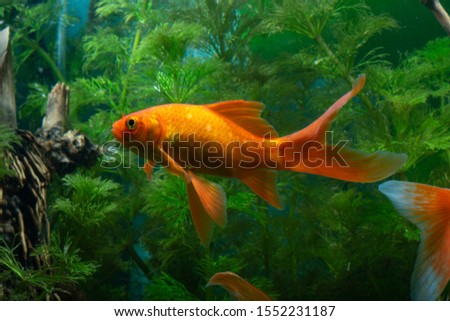 Goldfish Background green water plants