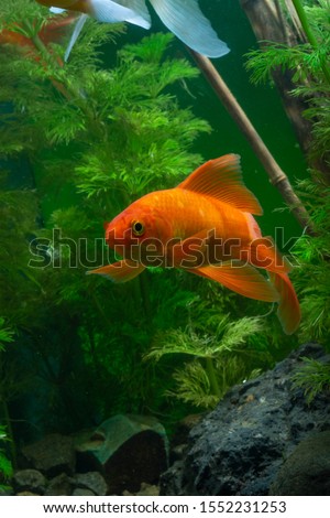 Goldfish Background green water plants