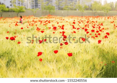 red flowers in the field in spring, Bucheon city, Korea
