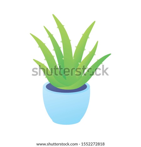 Aloe Vera green plant in pot isolated vector