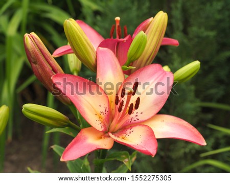 Lilium Rosella's Dream colorful flower, close up. Asiatic hybrid lily with wide open, gorgeous blossom, with showy, cherry pink and creamy yellow, bright spotted six petals and six dark stamen anthers