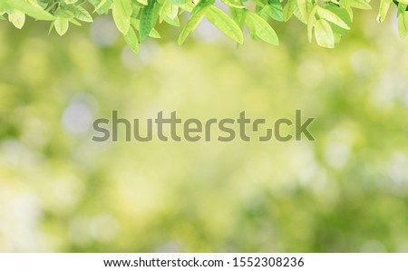 nature view of green leaf on blurred greenery background in garden using background for backdrop