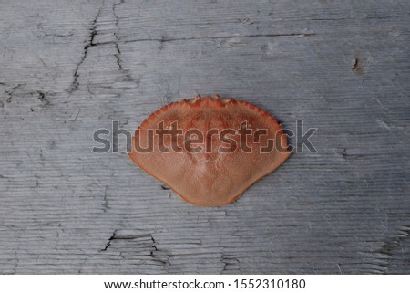 A crab carapace on a plank of drift wood
