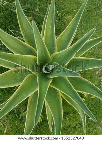 green plant background with beautiful patterns
