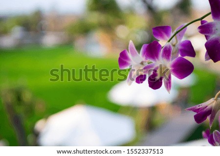 Purple orchids and bokeh background