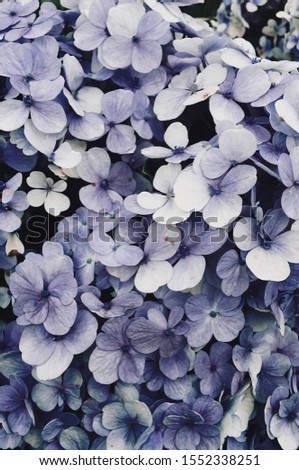beautiful purple flower as a background