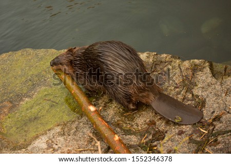 The Eurasian beaver (Castor fiber). Royalty-Free Stock Photo #1552346378