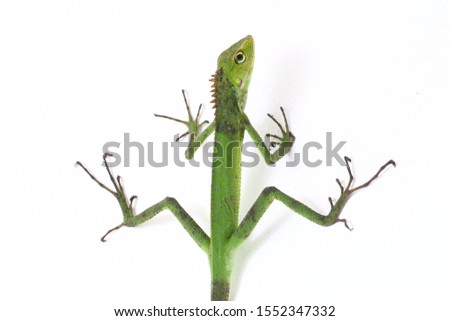 Bronchocela jubata, commonly known as the maned forest lizard, is a species of agamid lizard found mainly in Indonesia isolated on white background
