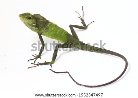 Bronchocela jubata, commonly known as the maned forest lizard, is a species of agamid lizard found mainly in Indonesia isolated on white background
