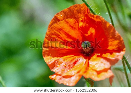 Vibrant red orange poppy flower with morning water drops under sunlight on green background