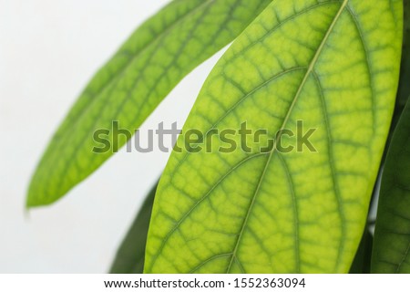 leaves of avocado isolated be wallpaper and background or using other.