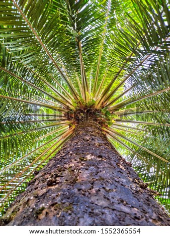 Elaeis is a genus of Arecaceae which has two species, which are referred to as palm oil. This plant is used for commercial agricultural businesses in palm oil production. picture from under the tree