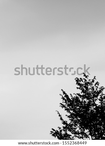 silhouette of tree with sky background, black and white style