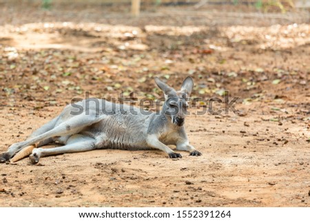 Gray Australian Kangaroo in Nature