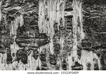Surface texture of old birch tree bark with cracks, abstract natural background for design