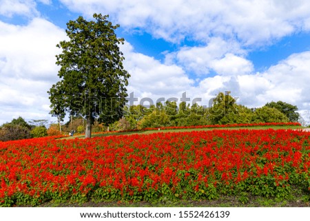A picture of a flower garden and a tree.