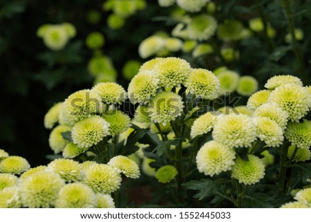 Green chrysanthemums on a blurry background close-up. Floral bright autumn background. Macrophotography. Background of colorful chrysanthemum flowers. Copy space