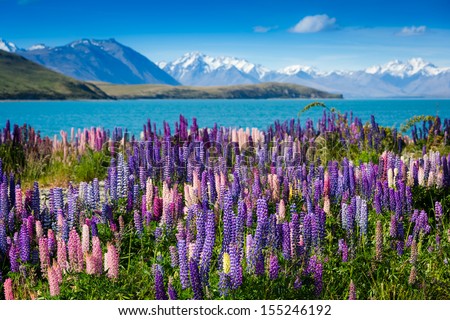 Majestic mountain lake with llupins blooming  Royalty-Free Stock Photo #155246192