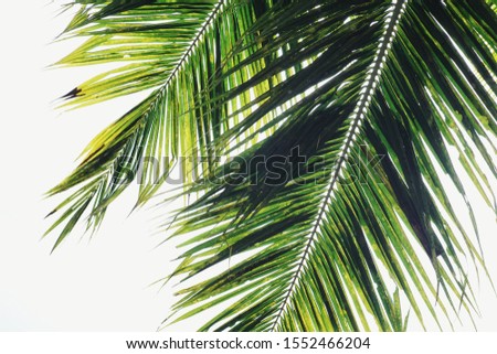 green palm leaf with white background from several angle