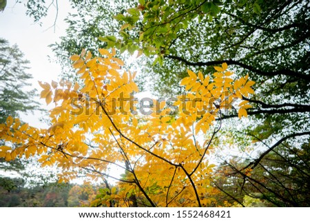 Sunny autumn forest landscape with big golden trees 