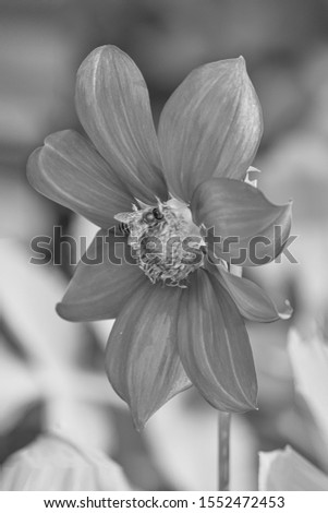 View Of Magenta Flower In Black And White Version