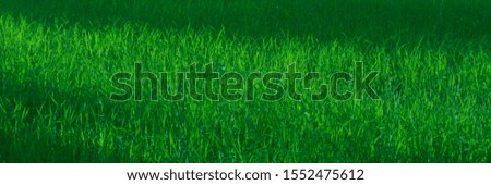 Green grass rice fields  selective focus