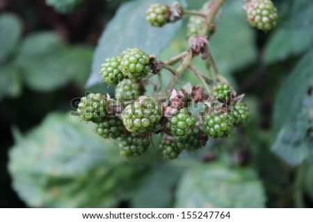 Autumn Wild green unripe blackberry blackberries stock, photo, photograph, image, picture, 