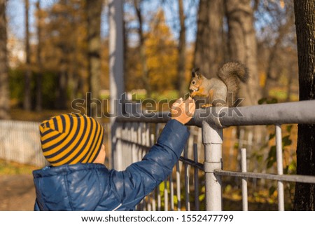 squirrel at the park at autumn