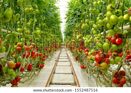 Green tomatoes in the greenhouse Royalty-Free Stock Photo #1552487516