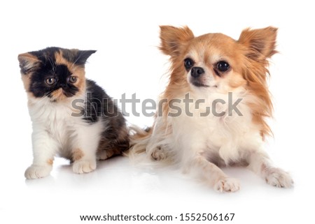 exotic shorthair and chihuahua in front of white background