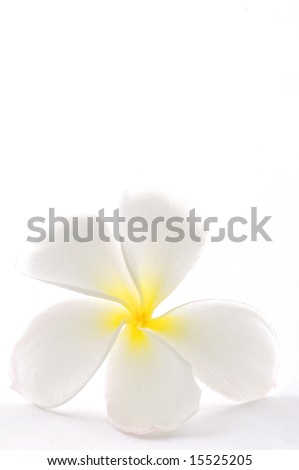  white Flower