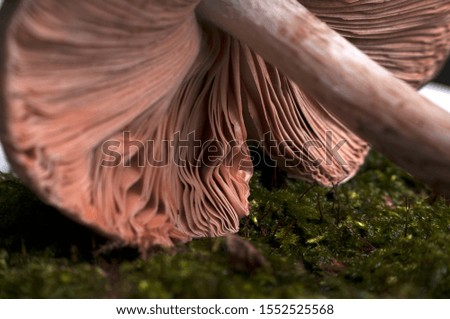 Beautiful closeup of a group of mushrooms growing on tee trunk with green moss and dark bokeh forest background. Mushroom macro, Mushrooms photo, forest photo, forest background