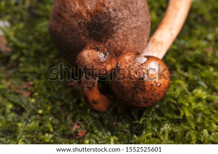 Beautiful closeup of a group of mushrooms growing on tee trunk with green moss and dark bokeh forest background. Mushroom macro, Mushrooms photo, forest photo, forest background