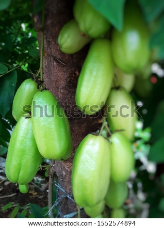 Fresh green colored of Averrhoa Bilimbi commonly used as a complement to cuisine