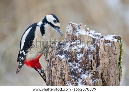 Great Spotted Woodpecker (Dendrocopos major) on a tree stump, North Hesse, Hesse, Germany