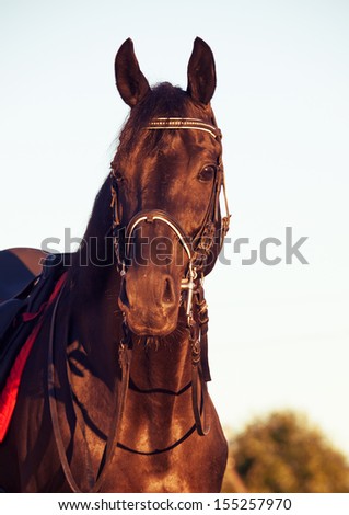 portrait of Beautiful black dressage horse 