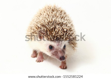 
african pygmy hedgehog isolated on white background