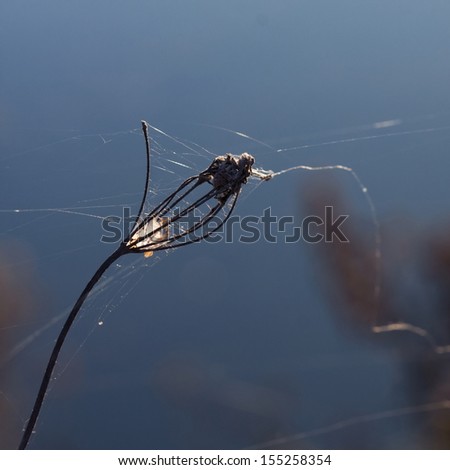 Composition with spider web