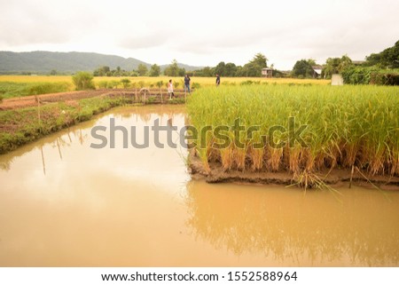 this pic shows rice field in fish pond cultured, aquaculture farm in countryside Thailand, this is my research project 