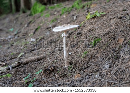 isolated parasol mushroom in the forest