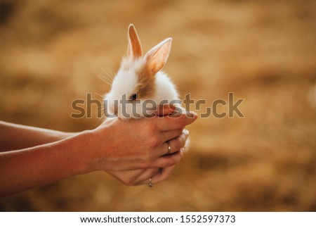 Cute rabbit in the hands of girl on background of hay. Rabbit farm.