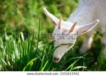 White goat eating grass farming farm mammals