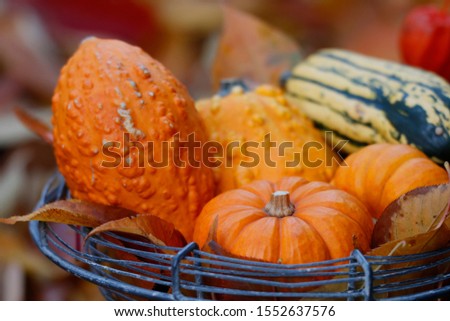 Various pumpkins in the metal basket and autumn leaves
