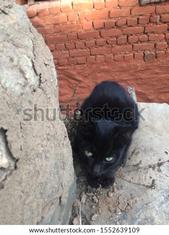 Yellow Eyes of Black Cat,kitty.Kathmandu, palpa dhauagiri myagdi Nepal,Nov 6/2019.